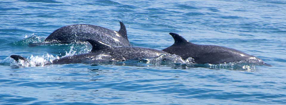 Coiba dolphins